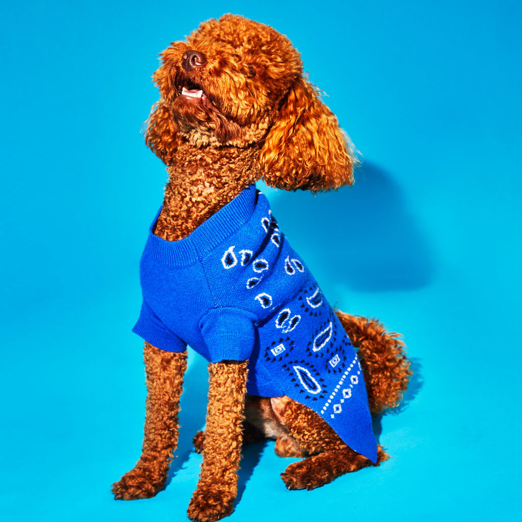 Dog wearing Royal Blue Wool Bandana Print Dog Sweater