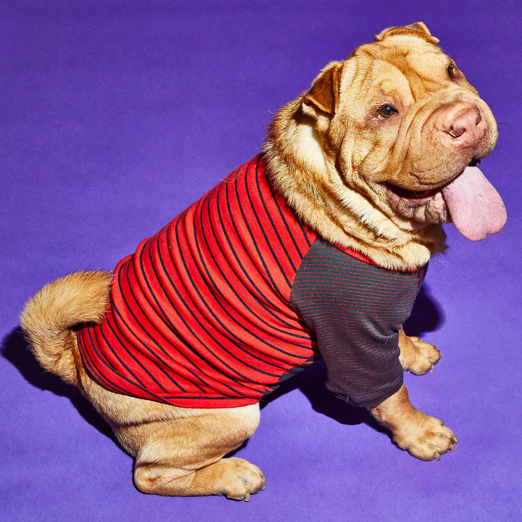 Dog wearing red striped t shirt