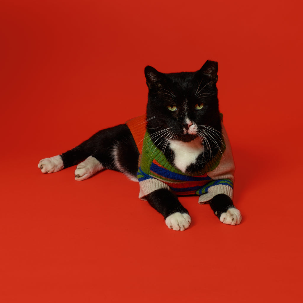 Multi striped wool cardigan dog sweater on a cat