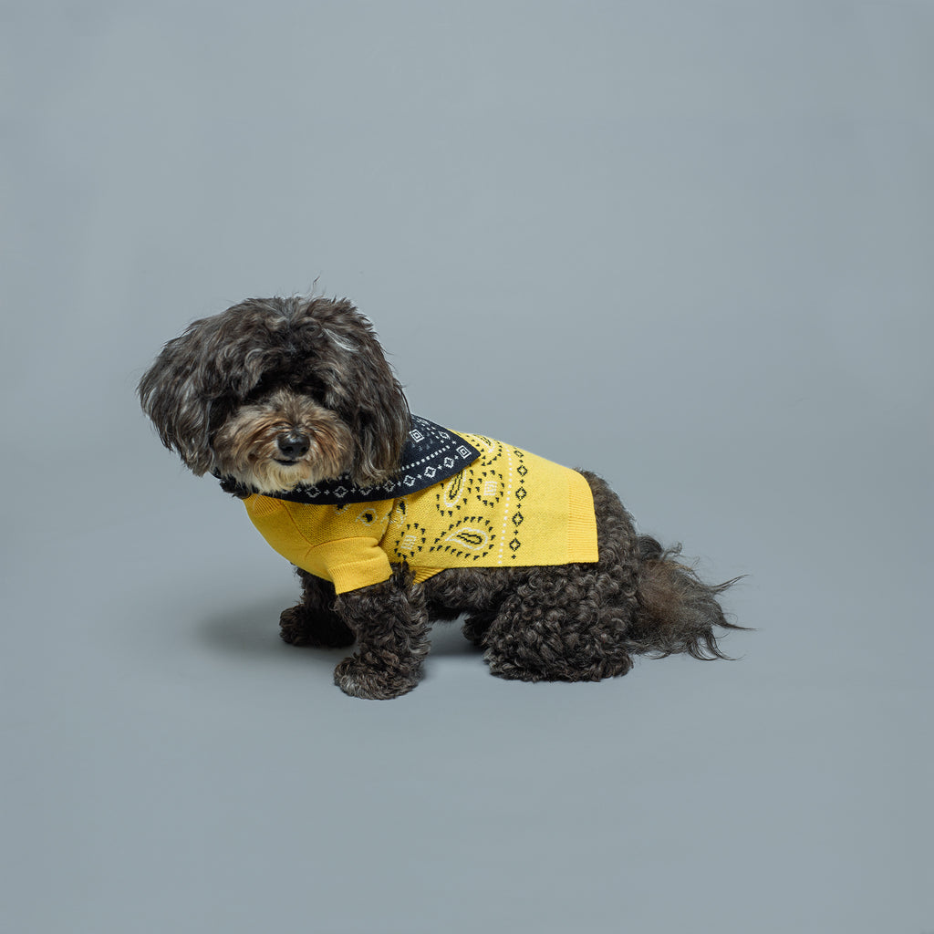 Dog wearing yellow wool bandana print dog sweater with black wool knit bandana print bandana