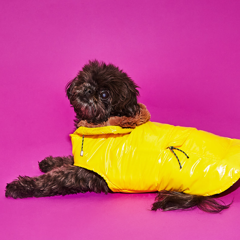 Dog wearing shiny yellow dog puffer jacket with brown faux fur lined hood