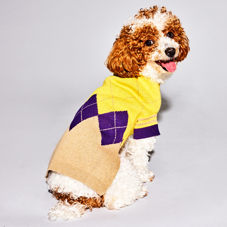 Yellow and purple wool argyle dog sweater on a dog