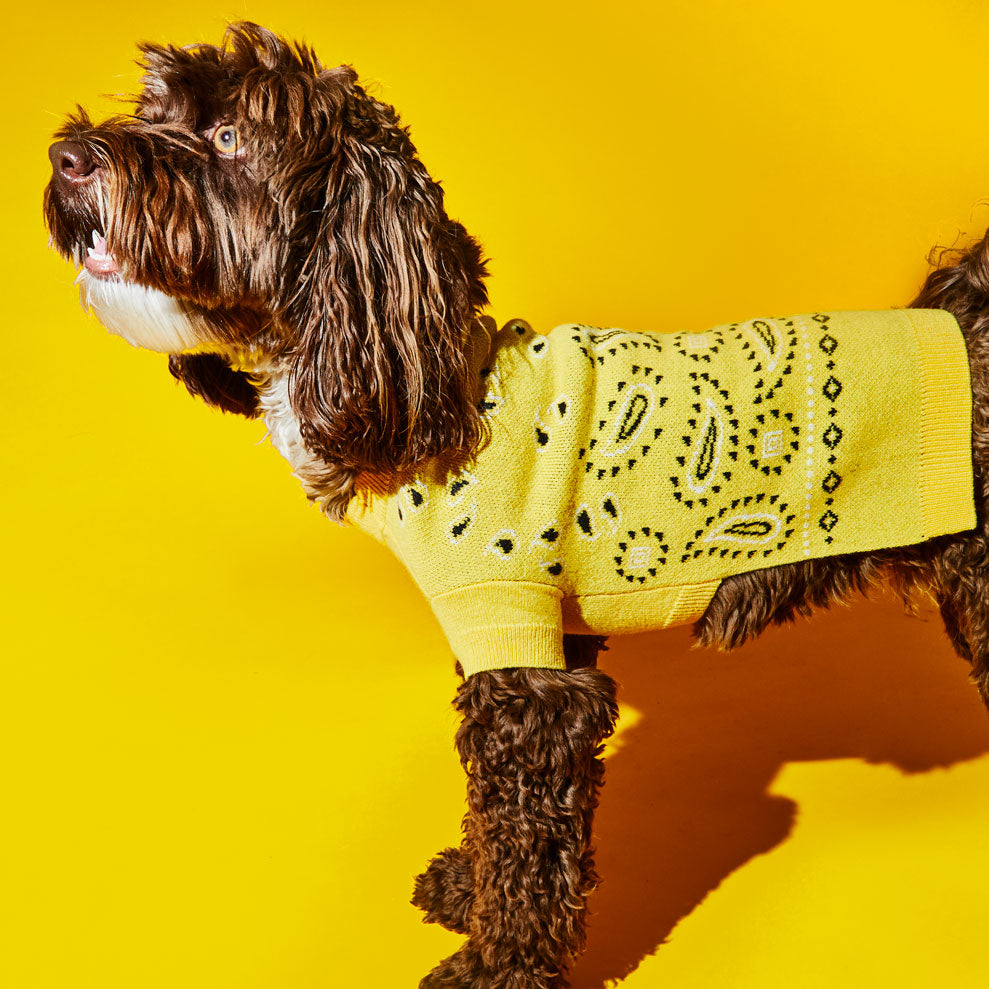 Dog wearing Yellow Bandana Print Wool dog sweater