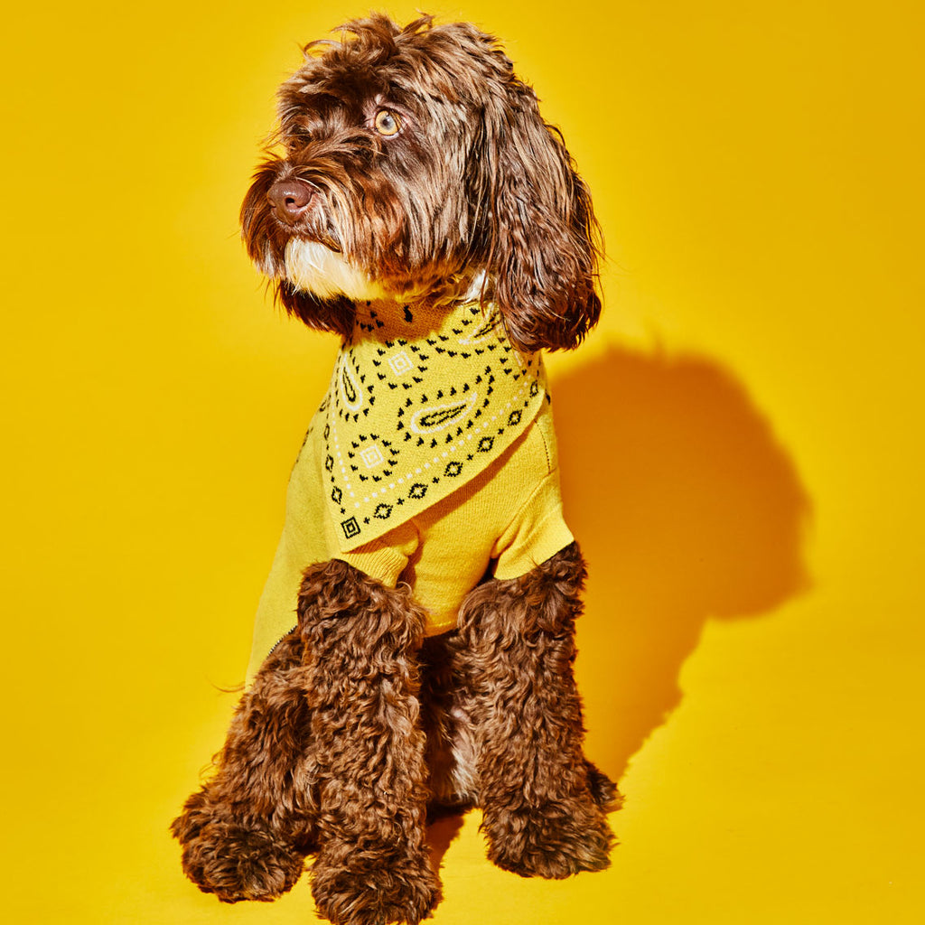 Dog wearing yellow wool knit bandana print dog bandana 