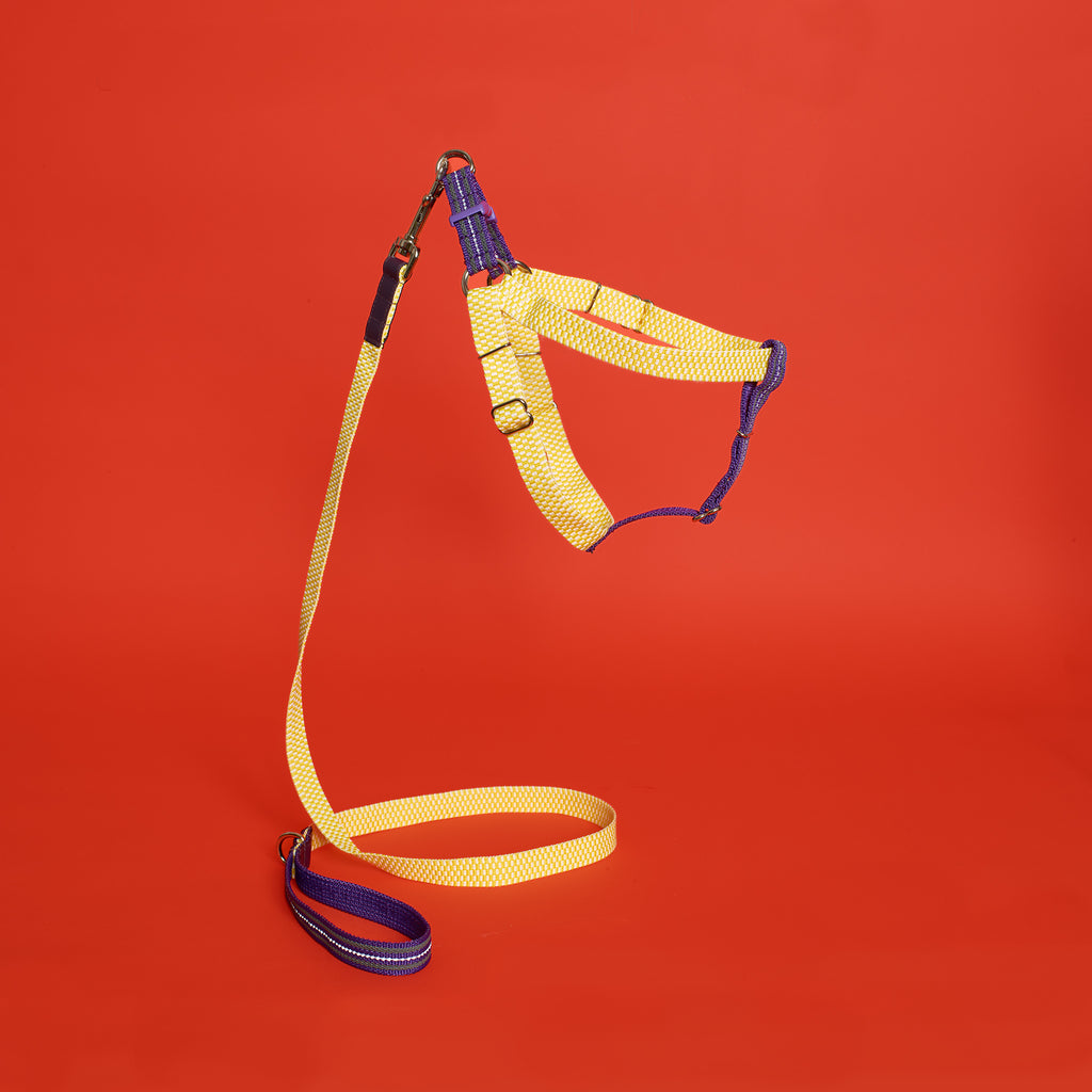 yellow checked and purple striped webbing harness and leash