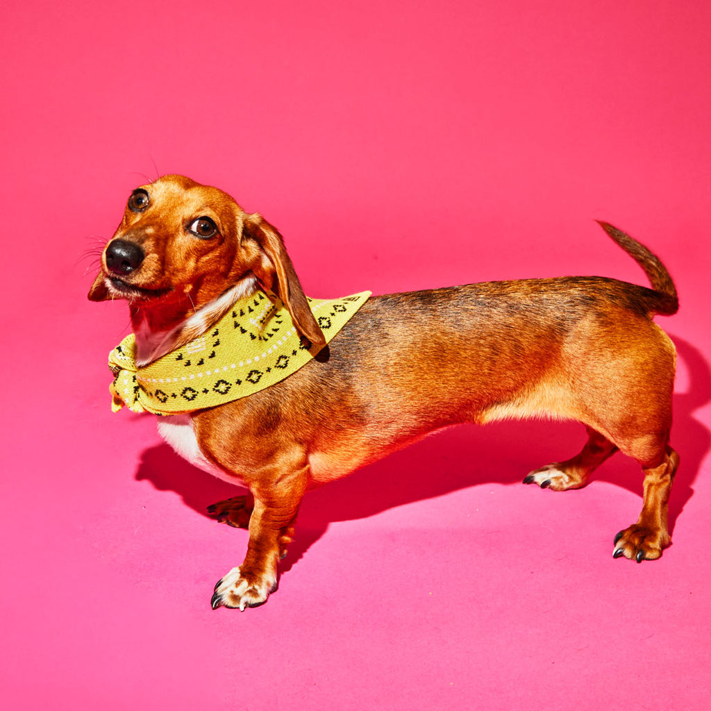 Dog wearing yellow wool knit bandana print dog bandana 