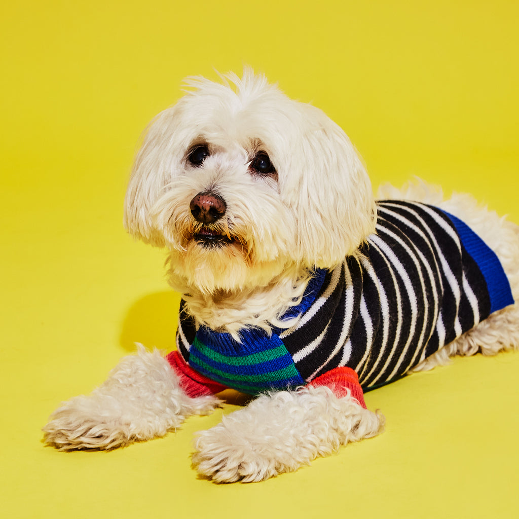 Dog wearing black and white striped wool dog sweater