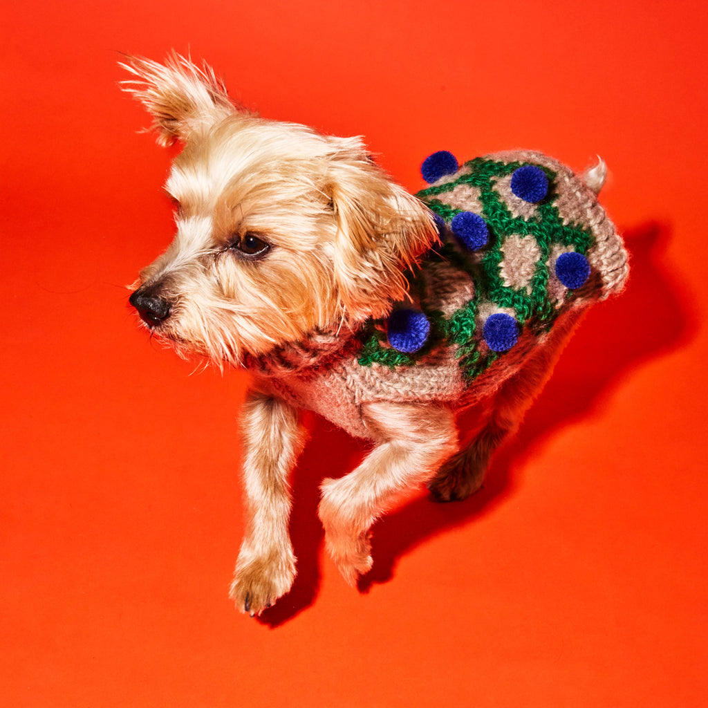 Green and Royal blue pom pom handknit dog sweater on beige dog