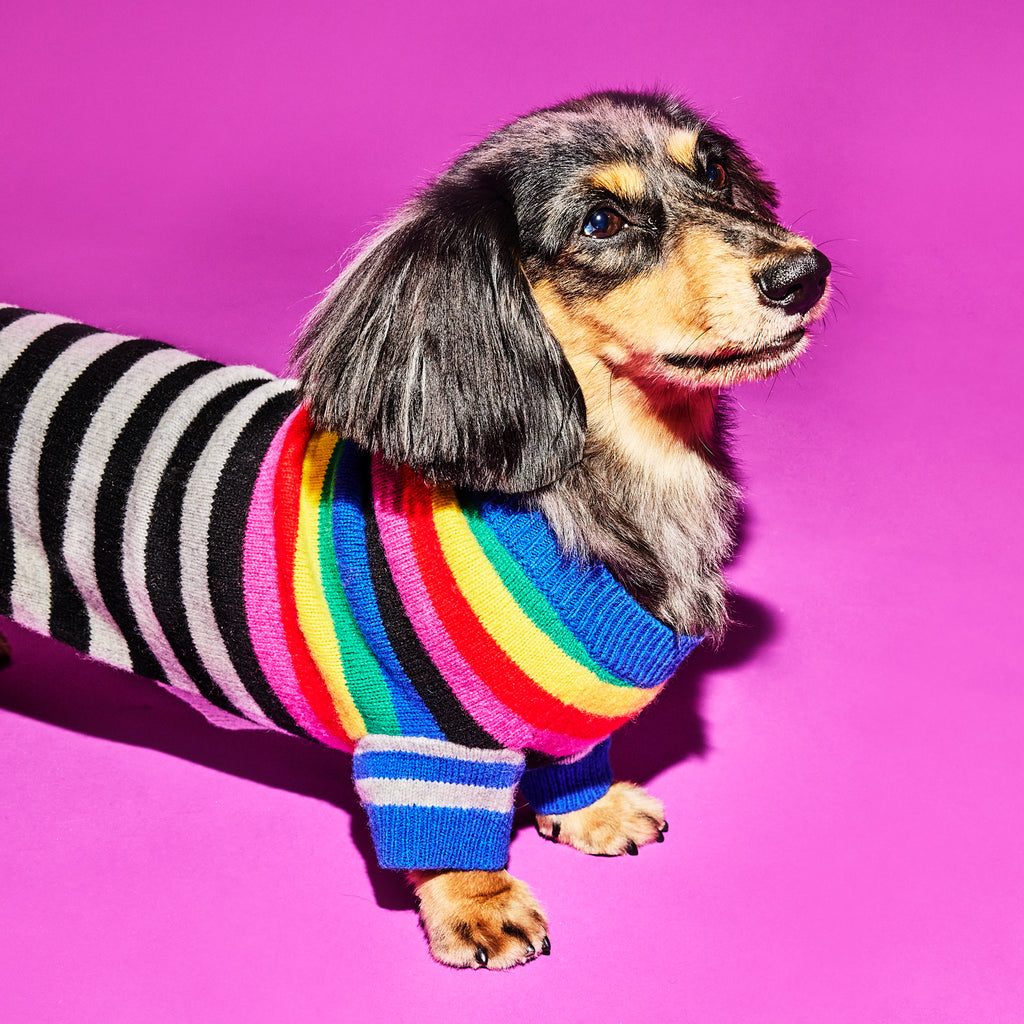 Multi striped color wool dog sweater on a dog