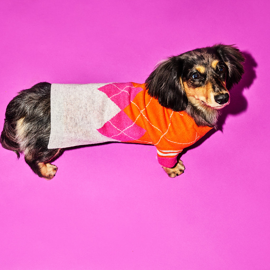 Orange and pink argyle wool dog sweater on a dog