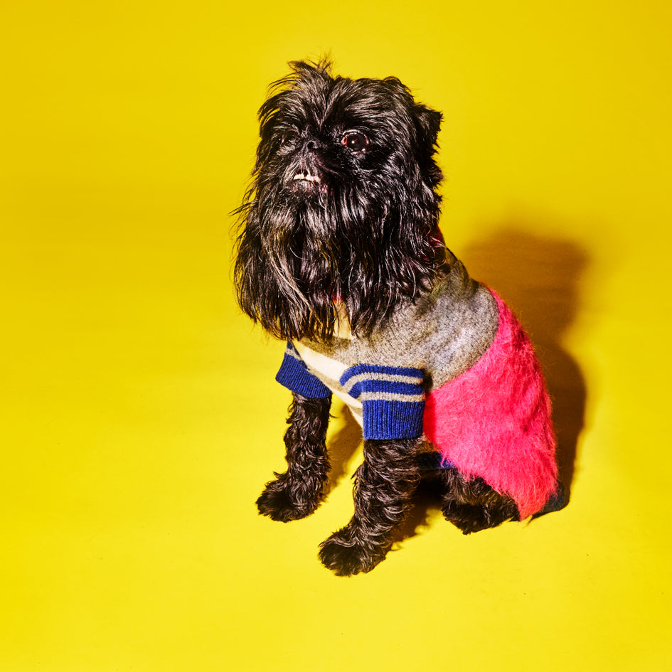 Black dog wearing grey, pink and blue colorblock and striped dog sweater