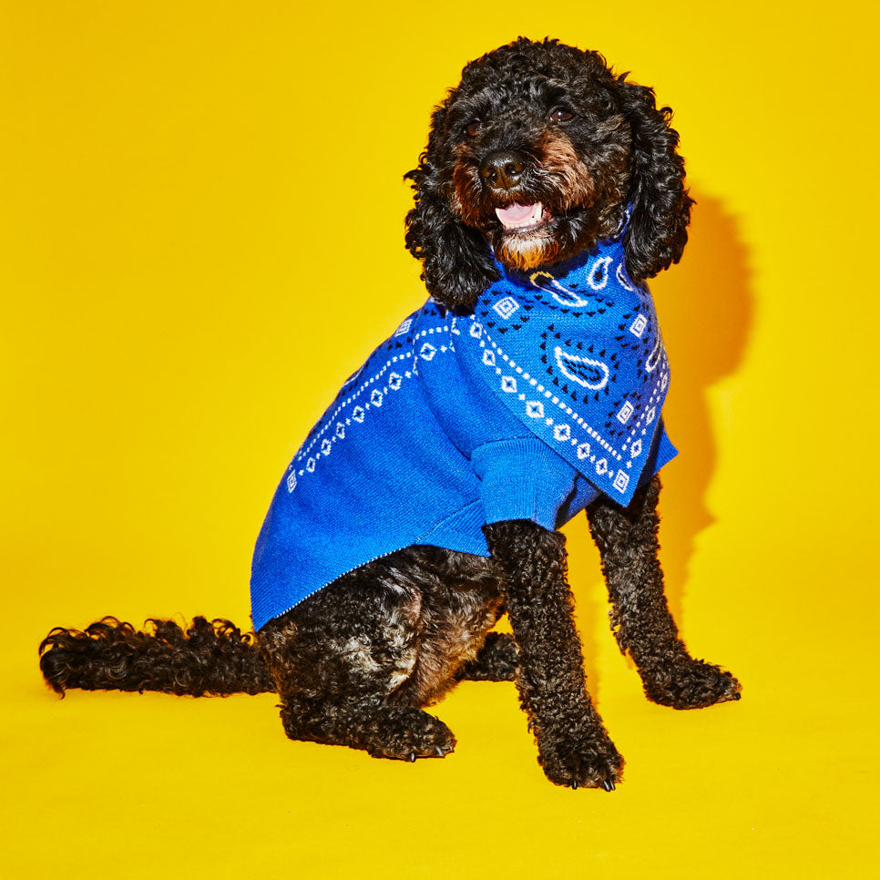 Dog wearing royal blue knit wool dog bandana