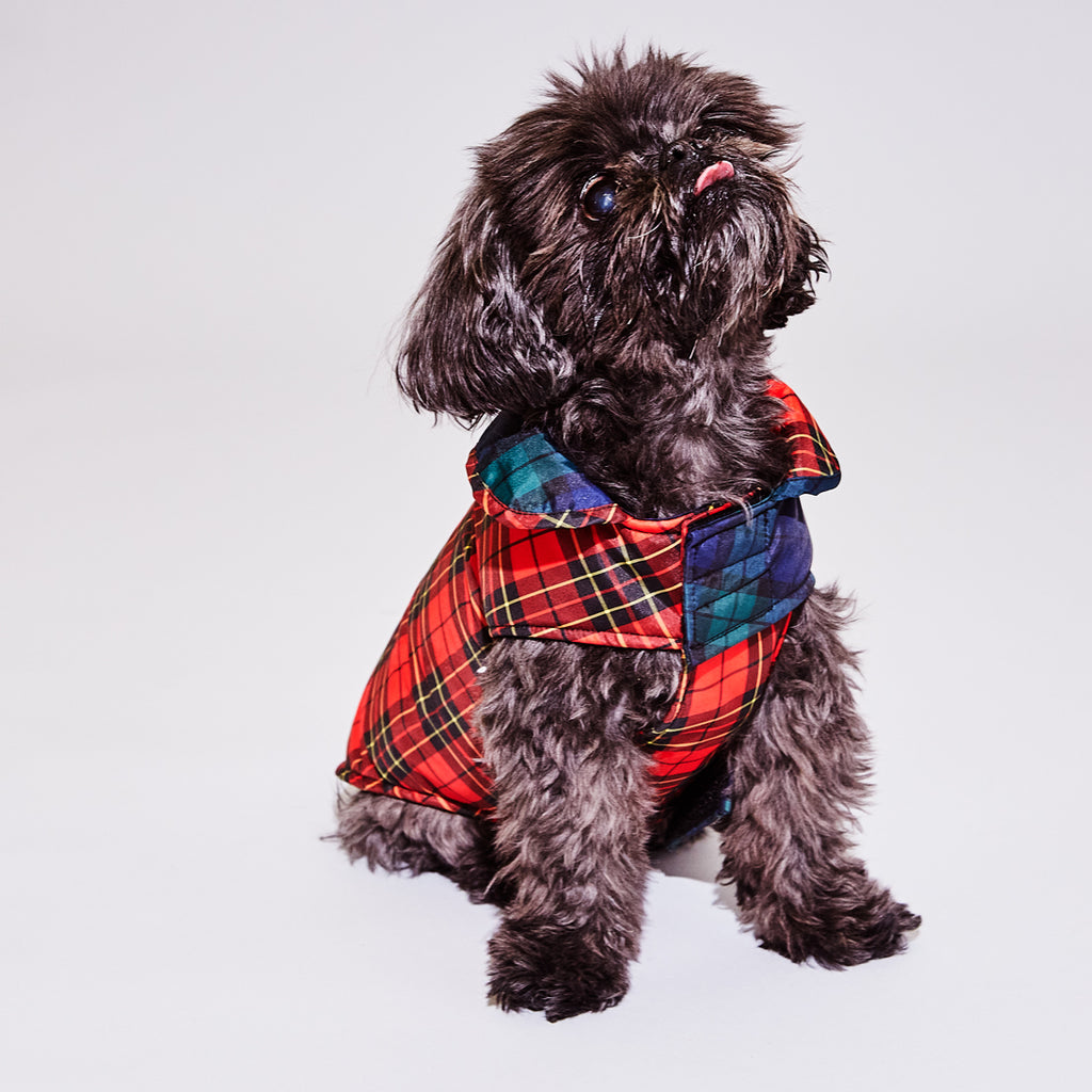 cute dog wearing two tone plaid dog puffer jacket 