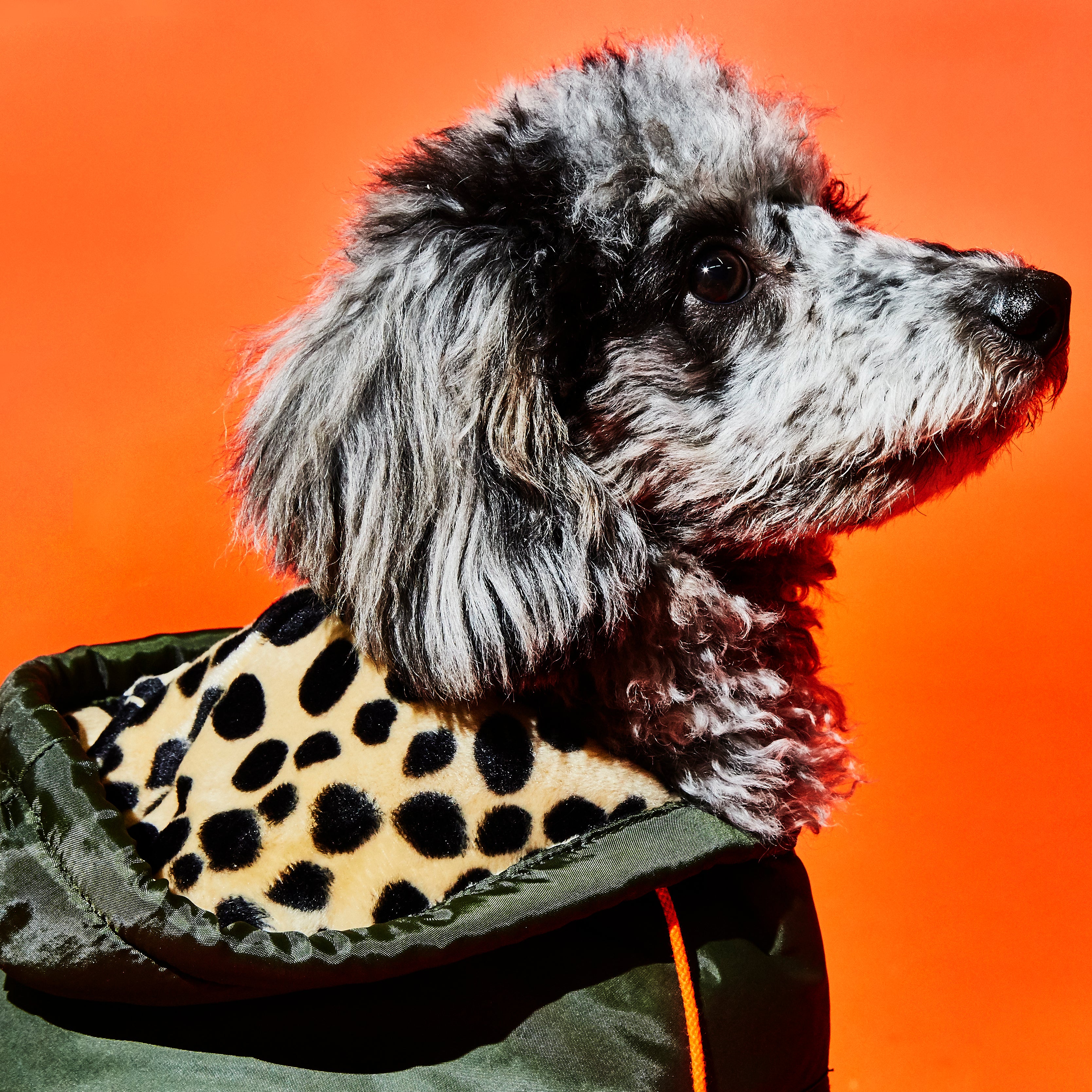 OLIVE/ANIMAL PRINT TRIM PUFFER JACKET - Main Image